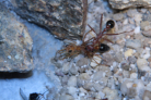 Myrmecia pavida