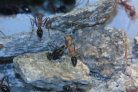 Myrmecia pavida