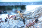 Myrmecia pavida