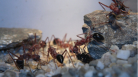 Myrmecia pavida