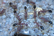 Myrmecia pavida