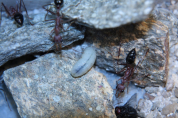 Myrmecia pavida