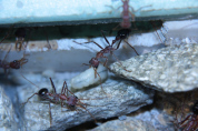 Myrmecia pavida