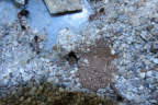 Myrmecia pavida