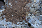 Myrmecia pavida