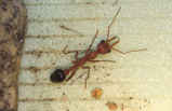 Myrmecia pavida