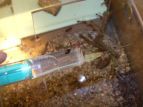 Myrmecia pavida