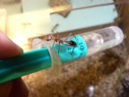 Myrmecia pavida