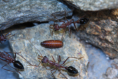 Myrmecia pavida
