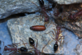 Myrmecia pavida