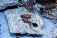 Myrmecia pavida