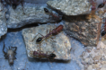 Myrmecia pavida
