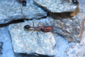 Myrmecia pavida