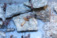 Myrmecia pavida