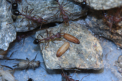 Myrmecia pavida