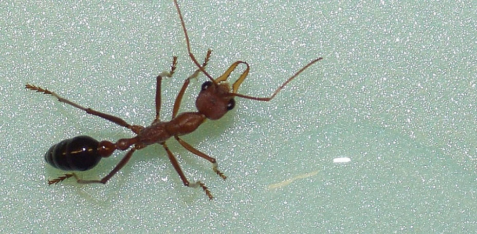 Myrmecia pavida