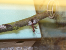 Myrmecia pavida