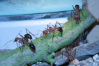 Myrmecia pavida
