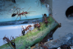Myrmecia pavida