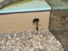 Myrmecia pavida