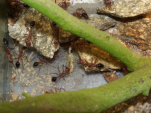 Myrmecia pavida