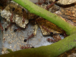 Myrmecia pavida