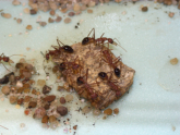Myrmecia pavida