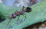 Myrmecia pavida
