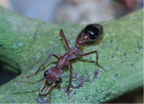 Myrmecia pavida
