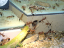 Myrmecia pavida
