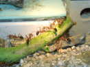 Myrmecia pavida