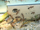 Myrmecia pavida