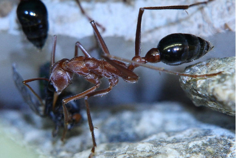 Myrmecia pavida