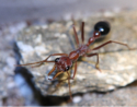 Myrmecia pavida