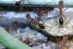 Myrmecia pavida
