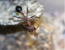 Myrmecia pavida