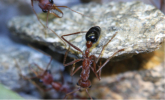 Myrmecia pavida