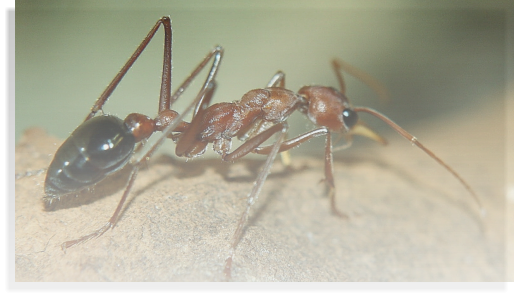 Myrmecia pavida Ameisenhaltung Ameisenbericht