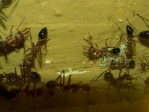 Myrmecia pavida