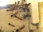 Myrmecia pavida