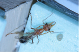 Myrmecia pavida