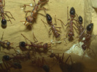 Myrmecia pavida