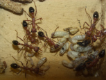 Myrmecia pavida