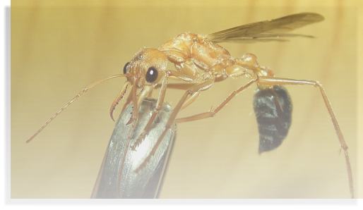 Myrmecia pavida  Ameisenhaltung Ameisenbericht