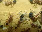 Myrmecia pavida