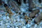 Myrmecia pavida