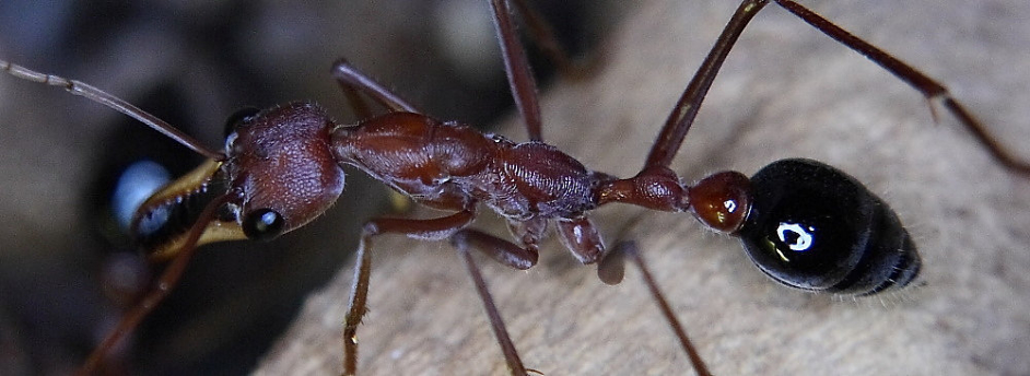 Myrmecia pavida