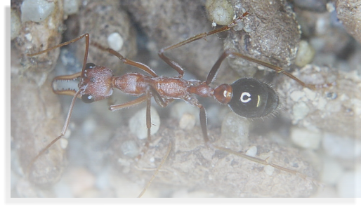 Myrmecia pavida  Ameisenhaltung Ameisenbericht