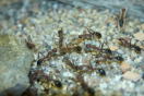 Myrmecia pavida