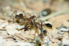 Myrmecia pavida